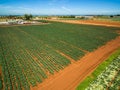 Aerial view of rows of green crops.