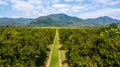 Aerial view rows of orange trees in plantation, Orange tree farm plantation in northern of Thailand Royalty Free Stock Photo