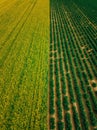 Aerial view of Rows of potato and rapeseed field. Yellow and green agricultural fields in Finland. Royalty Free Stock Photo