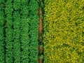 Aerial view of Rows of potato and rapeseed field. Yellow and green agricultural fields in Finland. Royalty Free Stock Photo