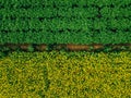 Aerial view of Rows of potato and rapeseed field. Yellow and green agricultural fields in Finland. Royalty Free Stock Photo