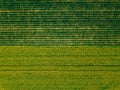 Aerial view of Rows of potato and rapeseed field. Yellow and green agricultural fields in Finland. Royalty Free Stock Photo