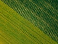 Aerial view of Rows of potato and rapeseed field. Yellow and green agricultural fields in Finland. Royalty Free Stock Photo