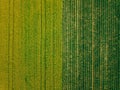 Aerial view of Rows of potato and rapeseed field. Yellow and green agricultural fields in Finland. Royalty Free Stock Photo