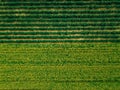 Aerial view of Rows of potato and rapeseed field. Yellow and green agricultural fields in Finland.