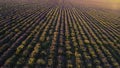 Aerial view of rows of purple lavender in blooming field during sunset, floral background. Shot. Breathtaking lilac