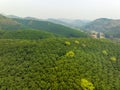 Aerial view rubber tree (Hevea Brasiliensis) plantation on mountain in NorthThailand Royalty Free Stock Photo