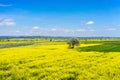 Aerial view rural landscape with blooming at the north Gree