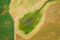 Aerial View Of Rural Landscape. Combine Harvester Working In Field, Collects Seeds. Harvesting Of Wheat In Late Summer Royalty Free Stock Photo