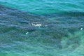 Aerial view of a school of bait fish