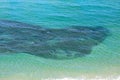 Aerial view of a school of bait fish Royalty Free Stock Photo