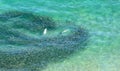 Aerial view of a school of bait fish Royalty Free Stock Photo