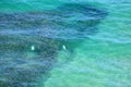 Aerial view of a school of bait fish