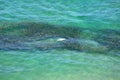 Aerial view of a school of bait fish