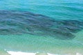 Aerial view of a school of bait fish