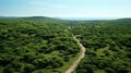 Aerial view of serene forest road winding through lush greenery, revealing tranquil beauty of nature