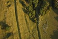 Aerial view of sheep on farming land