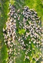 Aerial view at the sheeps herd. Landscape with animals from drone. View from air at the farmland. Composition with domestic animal
