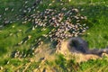 Aerial view at the sheeps herd. Landscape with animals from drone. View from air at the farmland. Composition with domestic animal