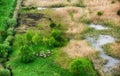Aerial view at the sheeps herd. Landscape with animals. View from air at the farmland. Composition with domestic animals.