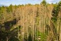 Sick forest in the Taunus