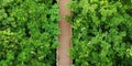 Aerial view of Simulated forest ,Bangkok,Thailand, Texture of forest, Background of forest