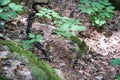 Black rat snake moving over fallen leaves and rocks in shady woodlands Royalty Free Stock Photo