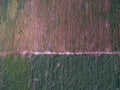 Aerial view of small dirt road in sugarcane farm Royalty Free Stock Photo