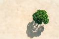 aerial view of small solitary tree with shadow separate. Earth Day or climate change and environment