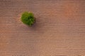 Aerial view of a small tree in a plowed field