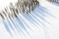 Aerial view of snow-covered bare trees with long tree shadows on the snow Royalty Free Stock Photo