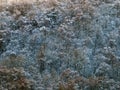 Aerial view of snow covered forest with hoarfrost covered trees in bright sunlight Royalty Free Stock Photo