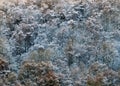 Aerial view of snow covered forest with hoarfrost covered trees in bright sunlight Royalty Free Stock Photo