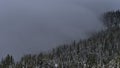 Snow-covered forest in winter disappearing in thick fog viewed on Edith Cavell Meadows Trail in Jasper National Park, Canada. Royalty Free Stock Photo