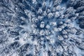 Aerial view of snow covered pine forest in the mountains