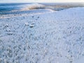 Aerial view of snow covered winter forest and road. Beautiful rural landscape in Finland Royalty Free Stock Photo