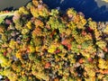 Aerial View of some Lakeside Trees in Fall Colors Royalty Free Stock Photo