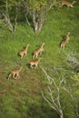 Aerial view of spotted deer. Royalty Free Stock Photo