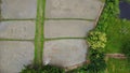 Aerial view of rice field in the countryside of Thailand. Top view