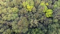 Aerial view spring forest. Natural green background