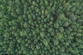 Aerial view of a spring pine forest. Coniferous forest texture