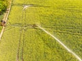 Aerial view from the sprinkler system to supply the plants with water from a blooming field with oilseed Brassica napus Royalty Free Stock Photo