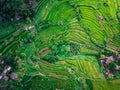 Aerial view stairs rice plantation in bali, Indonesia