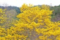 Aerial view, starting with a close up and zooming out on a guayacan tree