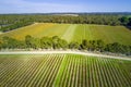 Straight rows of vines in a winery. Royalty Free Stock Photo