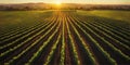 Aerial view of straight rows of vines in a winery Royalty Free Stock Photo