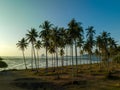 Aerial view stunning sky at sunrise above coconut trees.