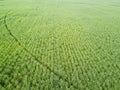 Aerial view sugar cane field Royalty Free Stock Photo