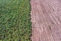 aerial view of a sugar cane field. sugar cane harvesting Royalty Free Stock Photo