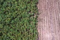 aerial view of a sugar cane field. sugar cane harvesting Royalty Free Stock Photo